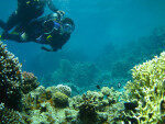Buceo y Snorkeling aventuras acuáticas en los mejores sitios de buceo en Aquaba, Jordania