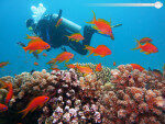 Aventura acuática de submarinismo en Vasco De Gama, Goa, India