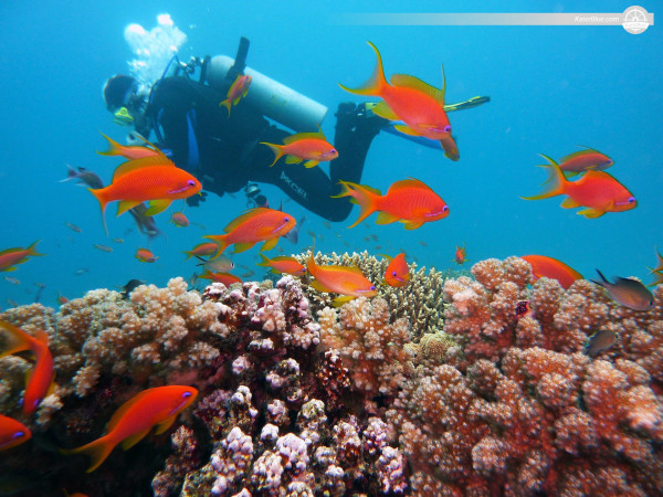 Scuba Diving Water-Adventure in Vasco De Gama, Goa, India