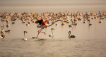 Hindistan'ın Mumbai kentinde 7 misafir için flamingo izleme deneyimine sahip özel motorlu tekne safarisi