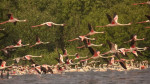 Hindistan'ın Mumbai kentinde 24 misafir için flamingo izleme deneyimine sahip motorlu tekne safarisi