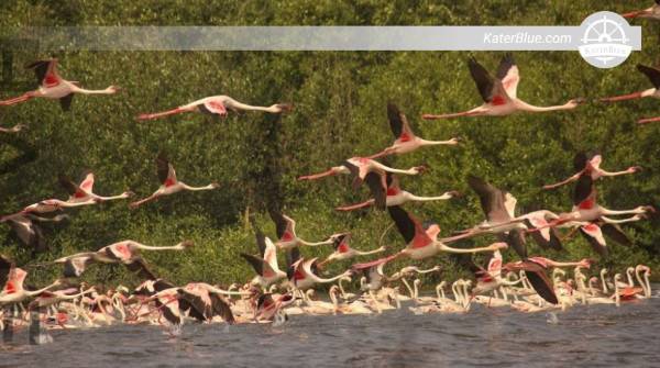 Motorboat safari with flamingo watching experience for 24 guests in Mumbai, India