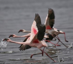 Flamingo Boat Safari