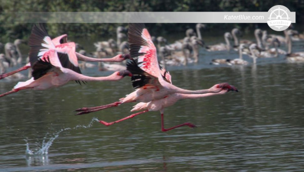 Private motorboat safari with flamingo watching experience for 7 guests in Mumbai, India