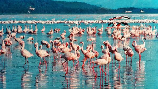 Private motorboat safari with flamingo watching experience for 7 guests in Mumbai, India