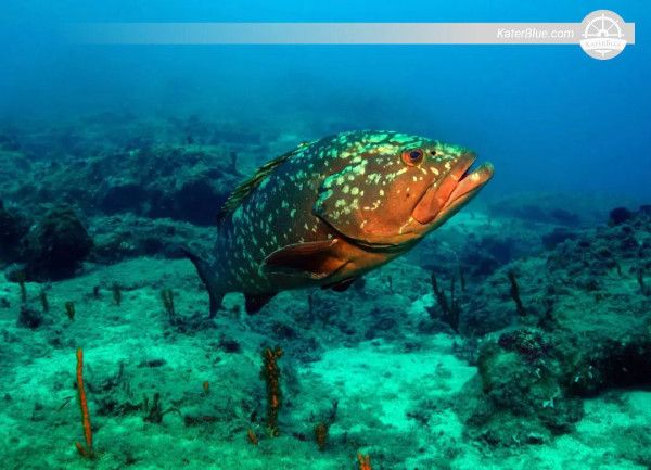 Esperienza di apnea a bordo di un motoscafo a noleggio a Kaş, Antalya, Turchia