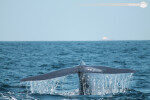 Magnífica experiencia de avistamiento de ballenas en barco a motor en Mirissa, Sri Lanka