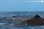 تجربة رائعة لمشاهدة الحيتان على متن قارب بمحرك في ميريسا, سيريلانكا