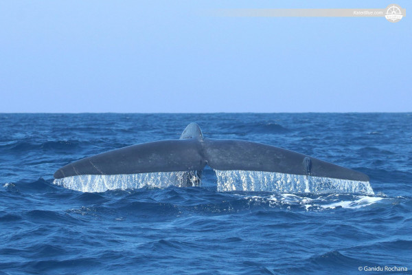 Magnificent Whale-Watching Experience on Motorboat charter in Mirissa, Sri lanka