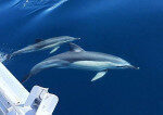 Weekly Sailboat Shared Cruise-Dolphin Adventure in Halkidiki-Skopelos-Alonissos