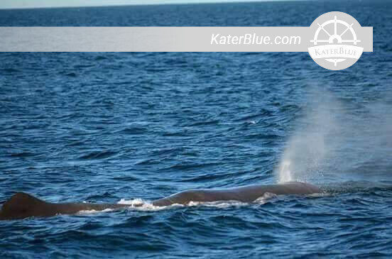 Amazing Whale and Dolphin watching Tour in Trincomalee, Sri Lanka