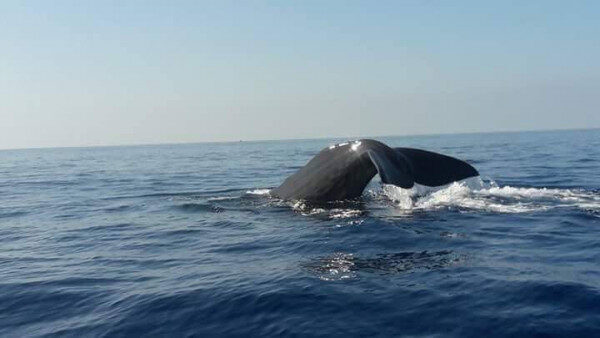 Amazing Whale and Dolphin watching Tour in Trincomalee, Sri Lanka