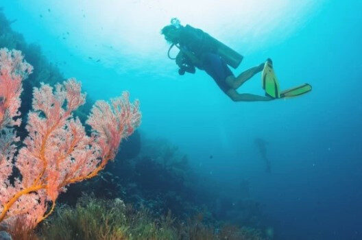 Perfect diving Experience with a Comfortable Dive Boat Charter in Aqaba, Jordan
