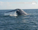 جولة مذهلة لمشاهدة الحيتان والدلافين في ترينكومالي ، سريلانكا