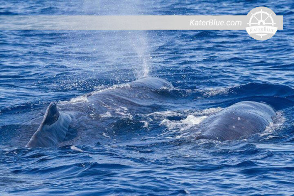 Fantastische walvis- en dolfijnexcursie in Trincomalee, Sri Lanka