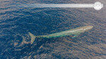 جولة مذهلة لمشاهدة الحيتان والدلافين في ترينكومالي ، سريلانكا