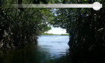 Explore the wonder of Mangroves with Madu river Balapitiya-Sri Lanka
