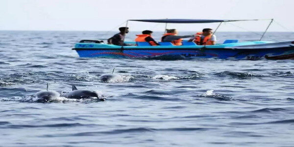 Whale watching custom made motor boat Trincomalee-Sri Lanka