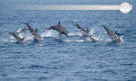 Dolphin Watching Tour Kalpitiya-Sri Lanka