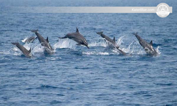 Excursión de avistamiento de delfines en Kalpitiya, Sri Lanka