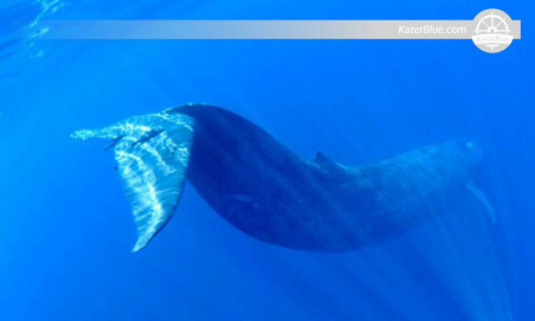 Swim with the largest mammals on earth, Trincomalee-Sri Lanka
