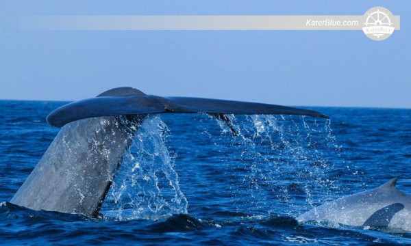 Tour de avistamiento de ballenas Kalpitiya-Sri Lanka