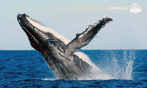 Tour de avistamiento de ballenas Kalpitiya-Sri Lanka
