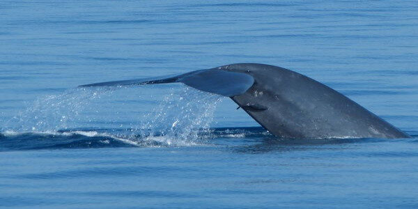 Dolphin And Whale Watching Trincomalee-Sri Lanka
