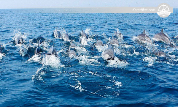 Excursión de avistamiento de delfines en Kalpitiya, Sri Lanka