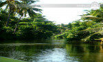 Wonderful Dutch Canal and River boat trip in Negombo, Sri Lanka