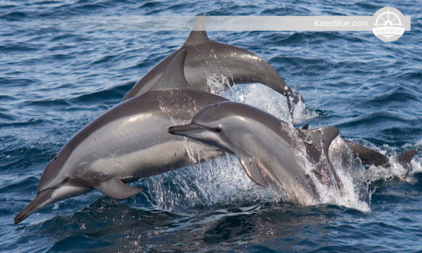 Excursión de avistamiento de delfines en Kalpitiya, Sri Lanka