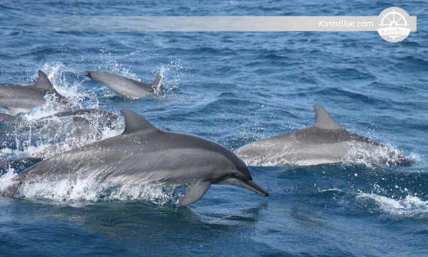 Excursión de avistamiento de delfines en Kalpitiya, Sri Lanka