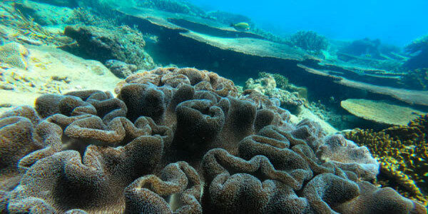 Explore corals Trincomalee-Sri Lanka