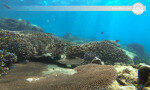 Explore corals Trincomalee-Sri Lanka