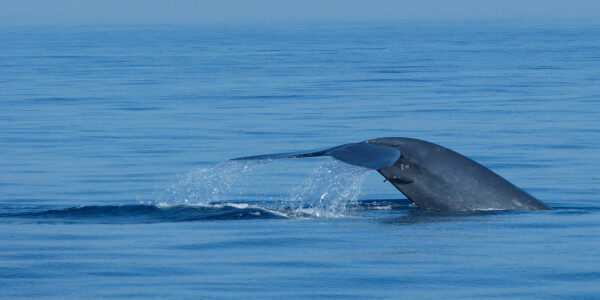 Whale watching tour Kalpitiya-Sri Lanka