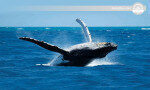 Whales watching experience for 70 passengers Mirissa-Sri Lanka.