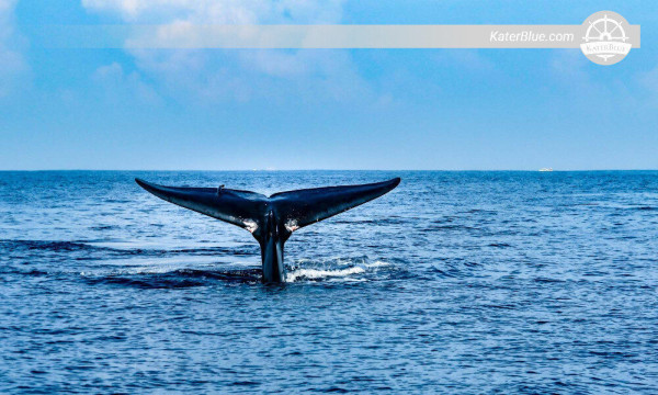 Memorable encounter with largest animal on earth  Mirissa-Sri Lanka