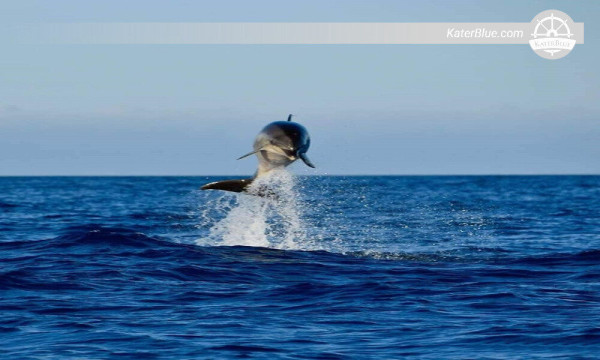 Impressive dolphin experience in turquoise water Trinco-Sri Lanka 