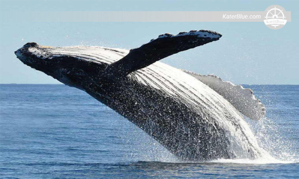 Explore Blue whales shared boat Mirissa-Sri Lanka