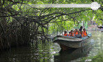 Mangrove River Safari Experience in Bentota-Sri lanka