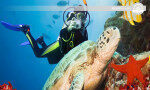 Snorkeling with sea species along waters of Mt. Lavinia-Sri Lanka