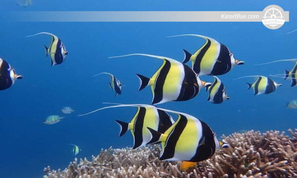 Have an exciting experience while scuba diving at Trincomalee-Sri Lanka