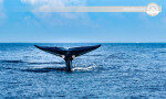 Whales watching excursion provide for crowded groups Mirissa-Sri Lanka