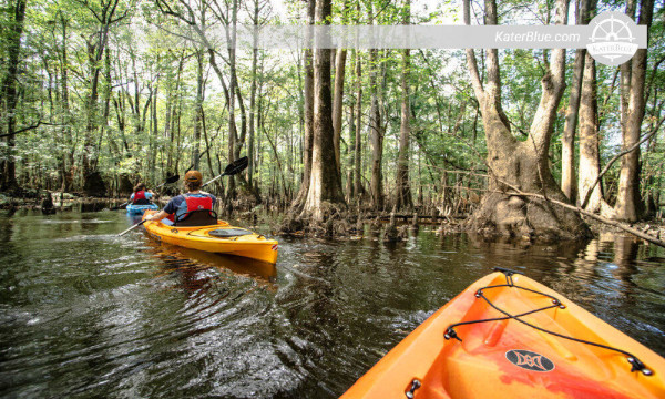 Esplora le mangrovie pagaiando in kayak ad Ambalangoda, nello Sri Lanka.