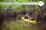 Remar en kayak entre manglares en el río Madu Ambalangoda-Sri Lanka