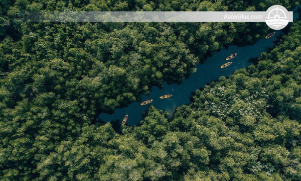 Paddle a Kayak within Mangroves in Madu river Ambalangoda-Sri Lanka