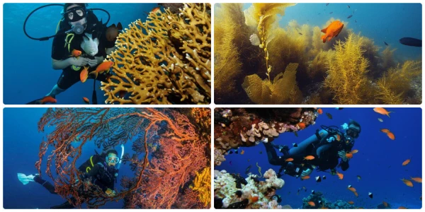 PADI Underwater Naturalist Specialty Course Trincomalee-Sri Lanka