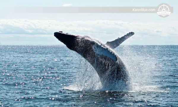 Well explained and unique Whale watching experience Mirissa-Sri Lanka