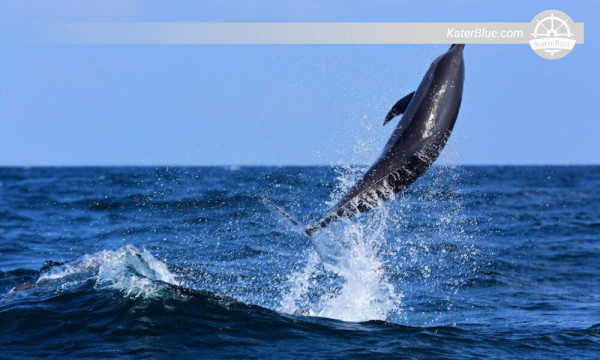 Stunning Whale &amp; Dolphin excursions Kalpitiya-Sri Lanka
