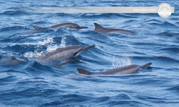 Grab an amazing Dolphins experience Kalpitiya-Sri Lanka